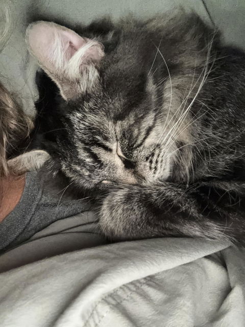 catbox