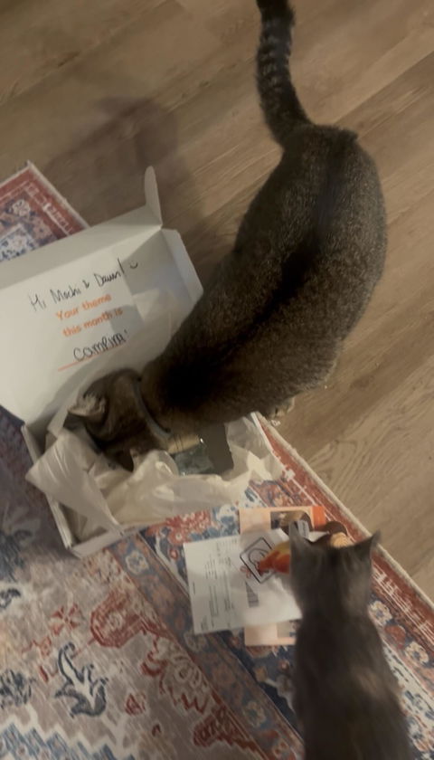 catbox