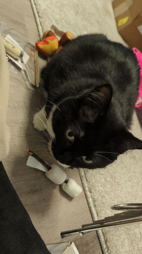 catbox