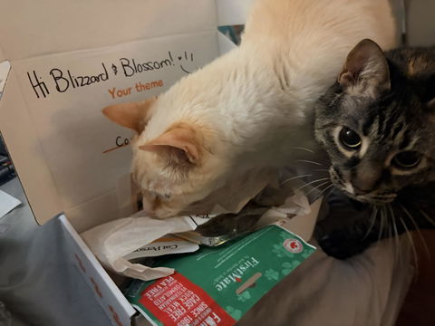 catbox