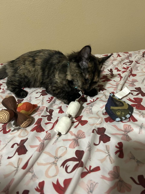 catbox