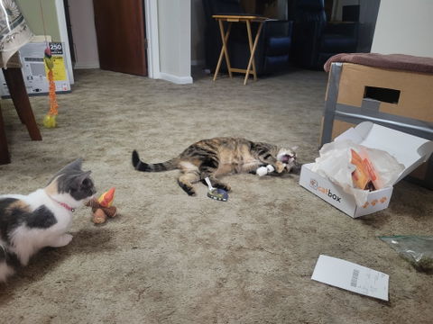 catbox