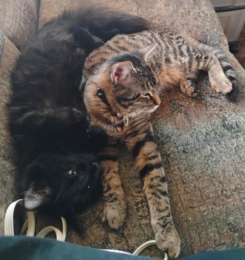 catbox