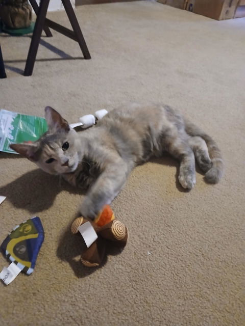 catbox