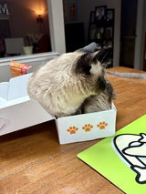 Cat box love review photo
