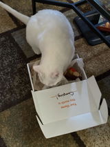 Judy depp review photo