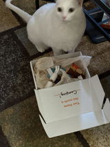 Judy depp review photo
