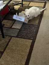 Judy depp review photo