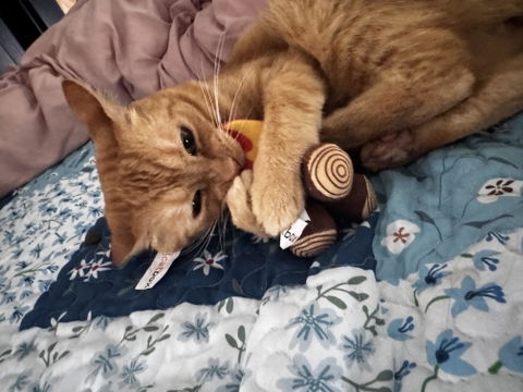 catbox