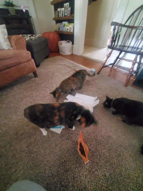 catbox