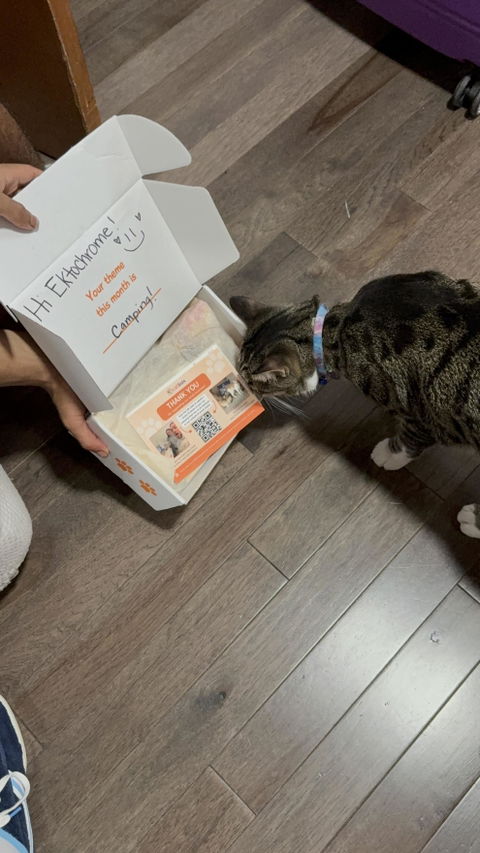 catbox