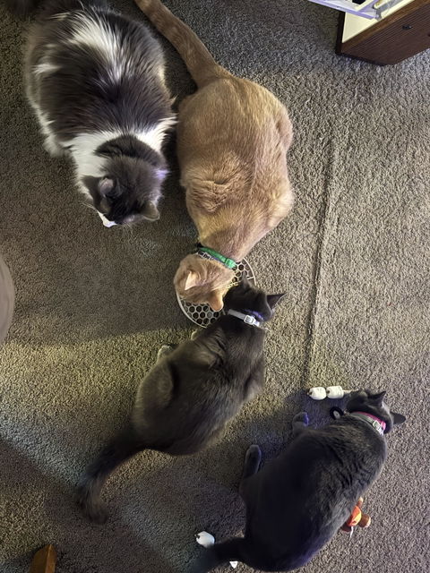 catbox