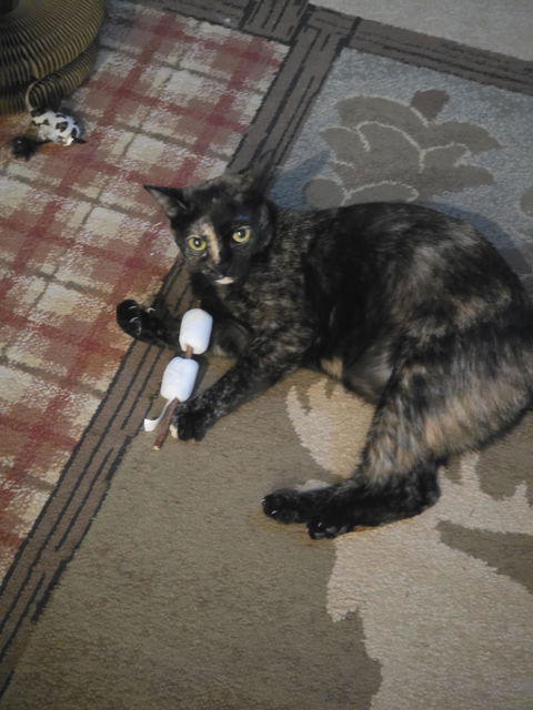 catbox