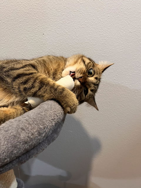 catbox