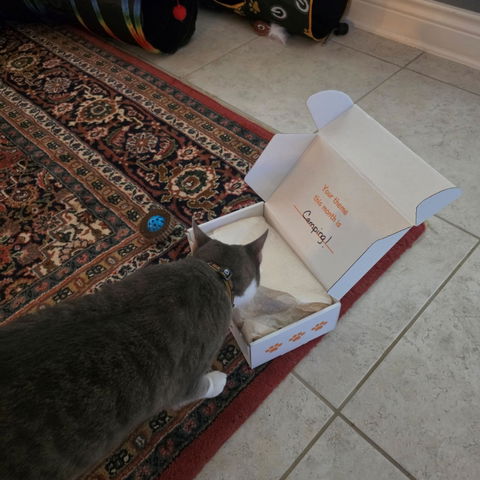 CatBox