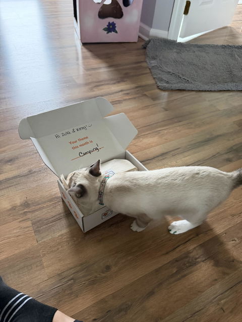 catbox