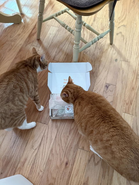 catbox