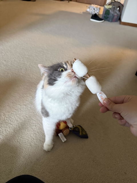 catbox