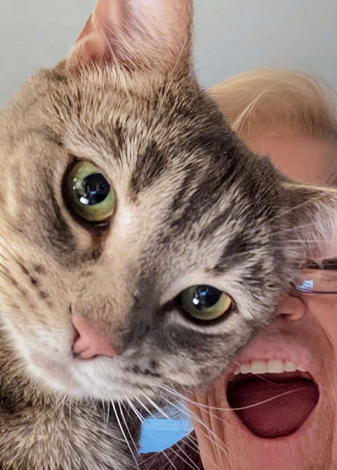catbox