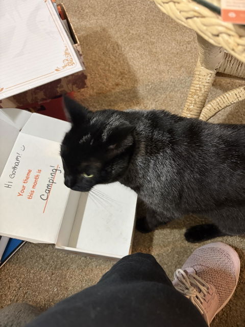 CatBox