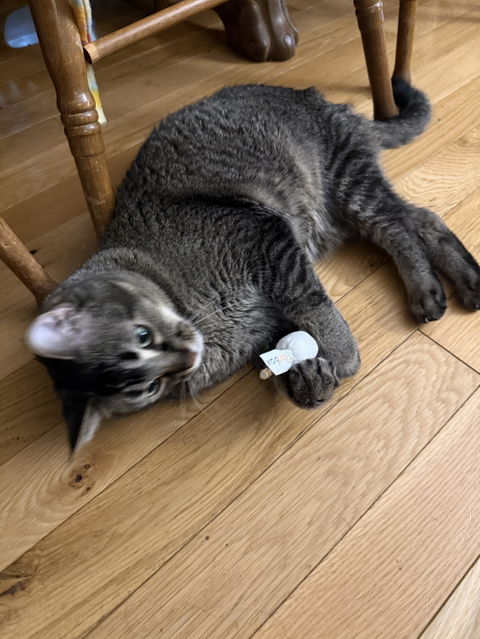 catbox