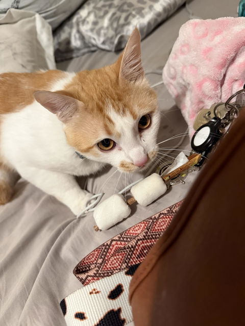 catbox