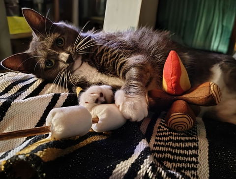 catbox