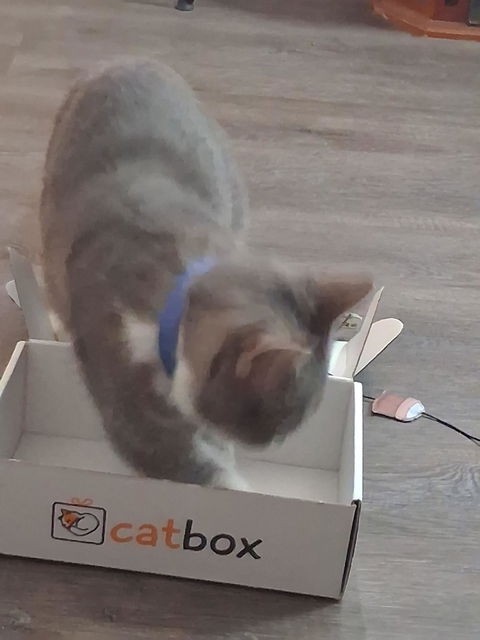 catbox