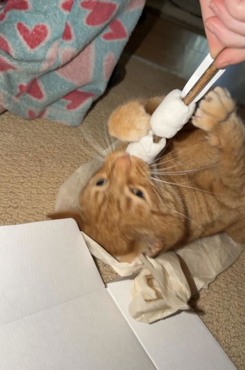 catbox