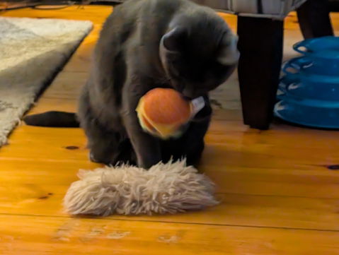 catbox