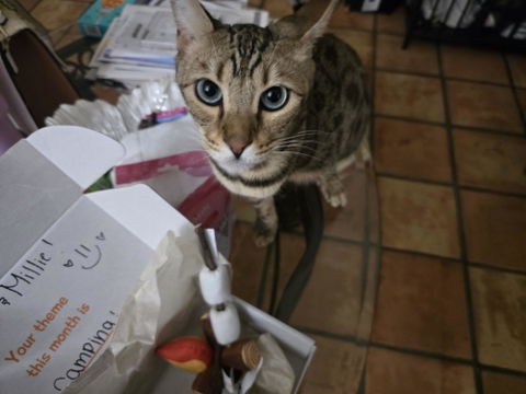 catbox