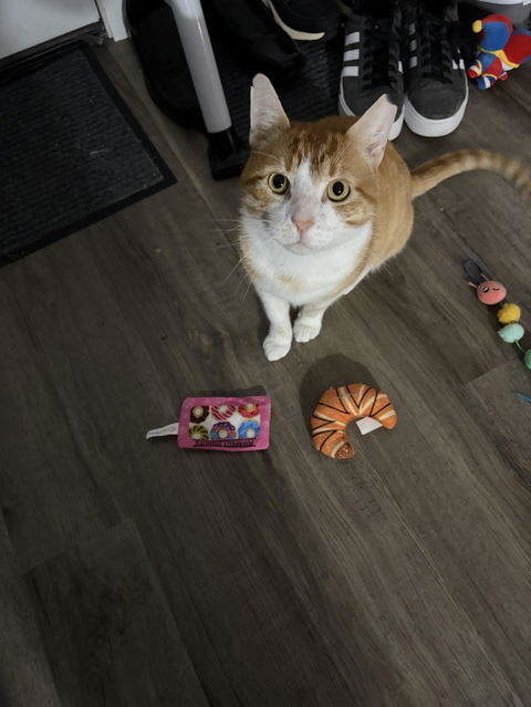 catbox