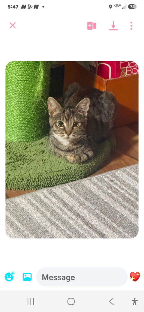 catbox