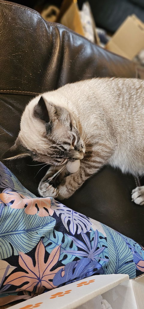 catbox