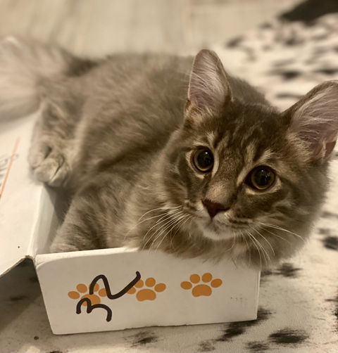 catbox