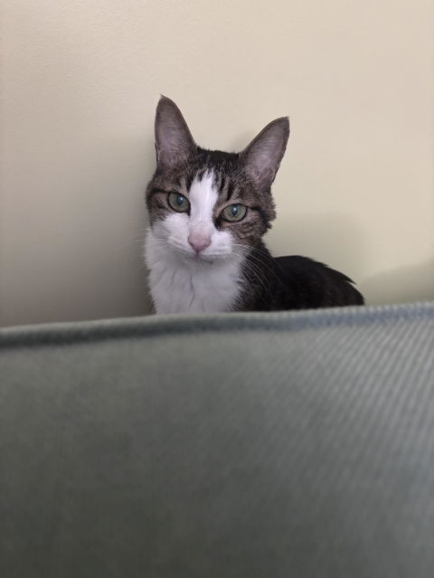 catbox