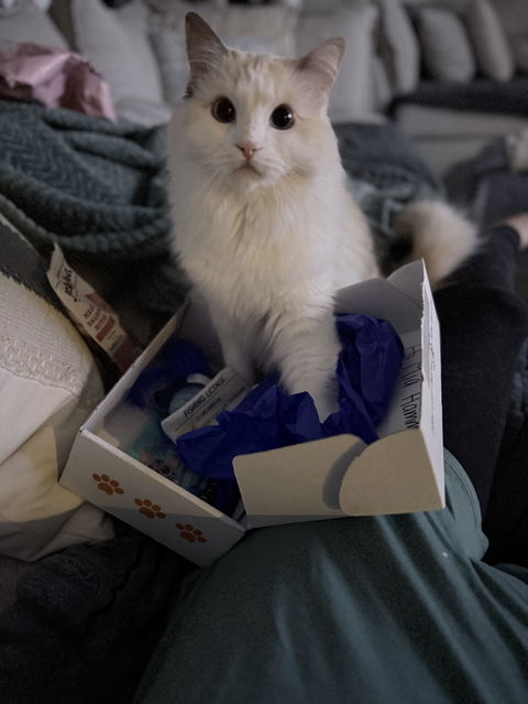 catbox