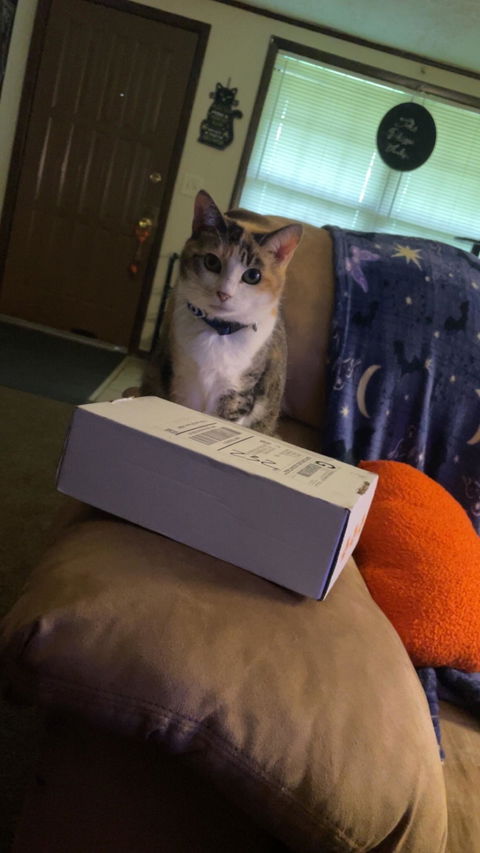 catbox