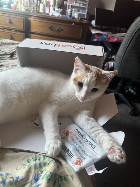 catbox
