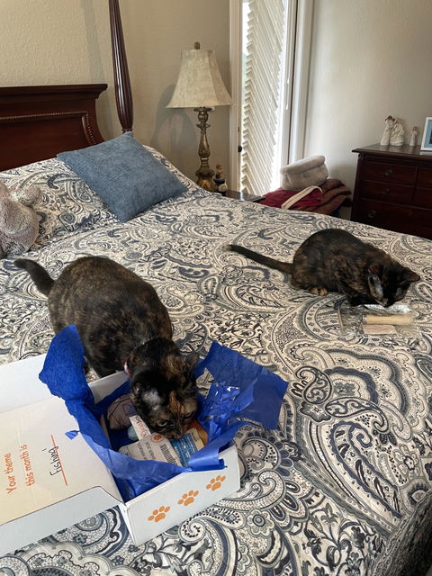 catbox