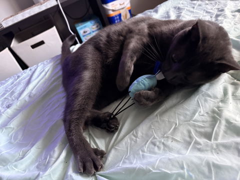 catbox