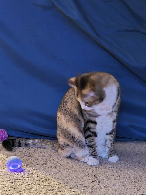 catbox