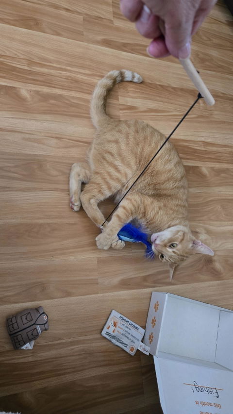 catbox