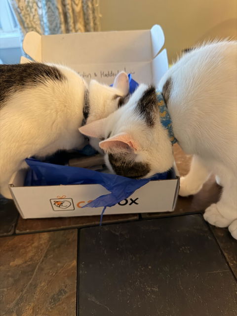 catbox