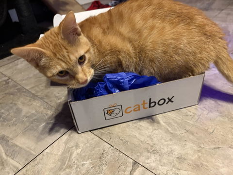catbox
