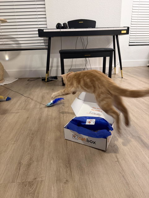 catbox