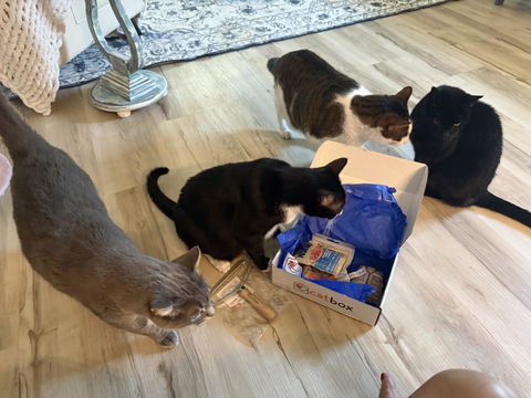 catbox
