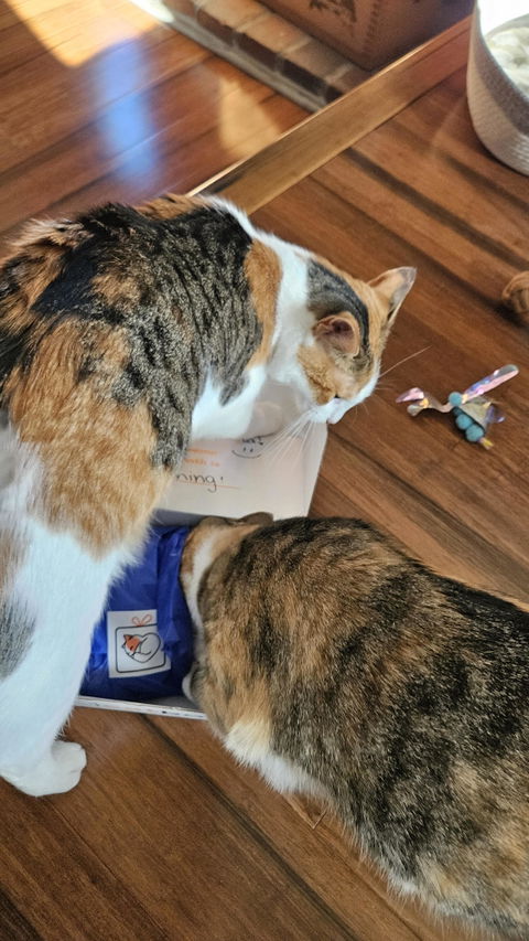 catbox