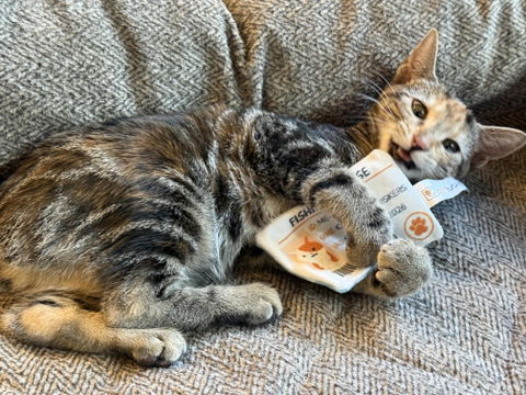 catbox
