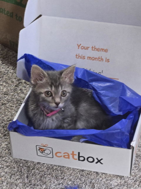 catbox